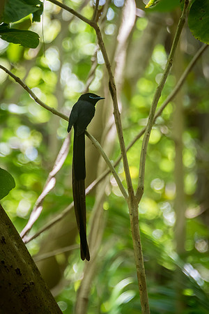 Seychelles Black Paradise Flycatcher