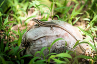 Seychelles Wright's Skink