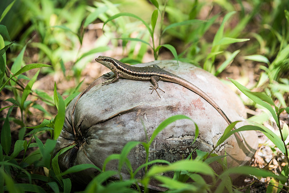 Seychelles Wright's Skink