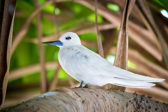 White Tern