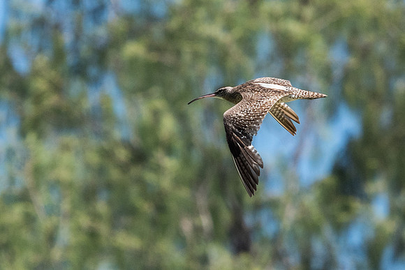 Whimbrel Flying -3