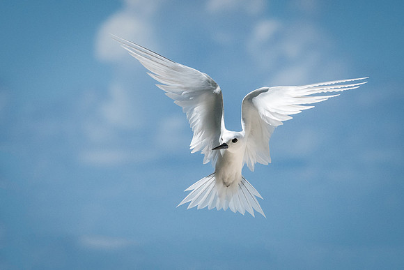 White Tern Shapes -5