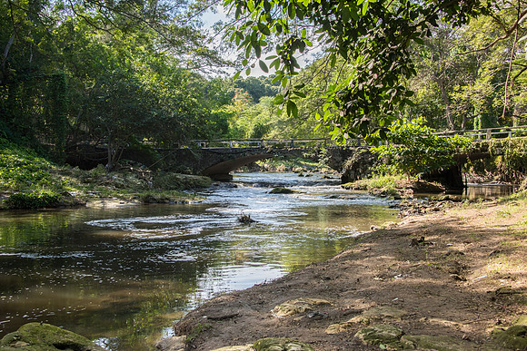 Havana Forest -2