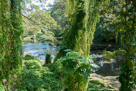 Havana Forest -1