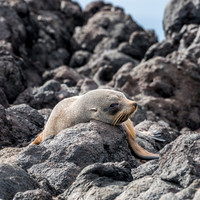 New Zealand Fur Seal -3