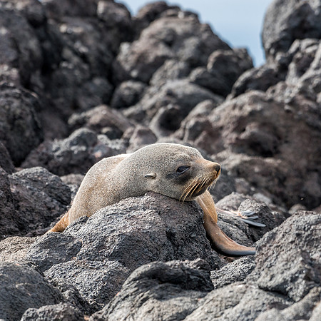 New Zealand Fur Seal -3