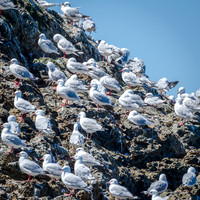 Red-billed Gulls