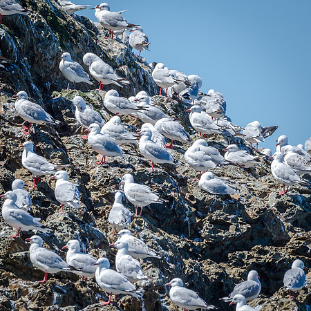 Red-billed Gulls