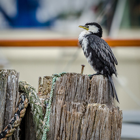 Pied Shag