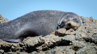 New Zealand Fur Seal -1