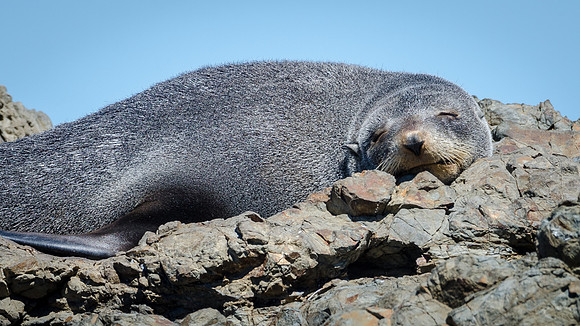 New Zealand Fur Seal -1