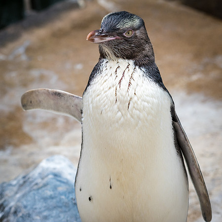 Yellow Eyed Penguin -1
