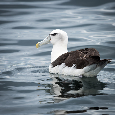 White-capped Albatross -3
