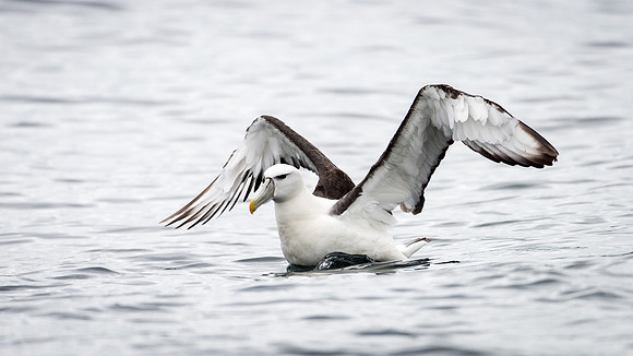 White-capped Albatross -2