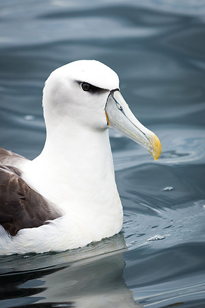 White-capped Albatross -4