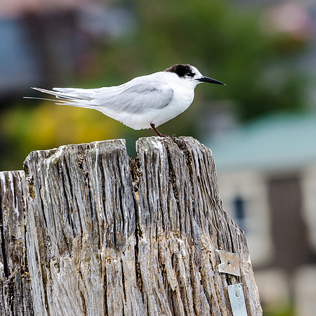 White Fronted Tern