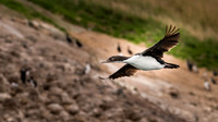 King Shag Flying