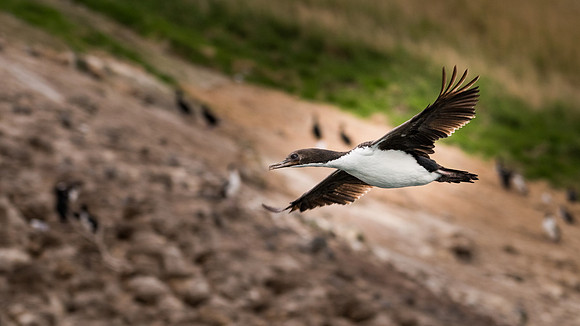 King Shag Flying