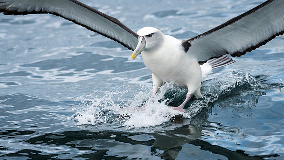 White-capped Albatross -6