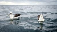 White-capped Albatross -7