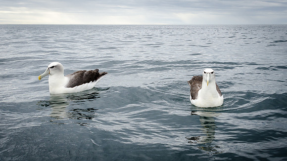 White-capped Albatross -7