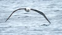 White-capped Albatross -5