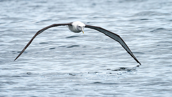 White-capped Albatross -5