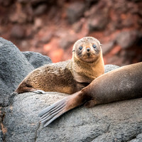 New Zealand Fur Seal -2