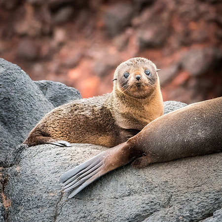 New Zealand Fur Seal -2