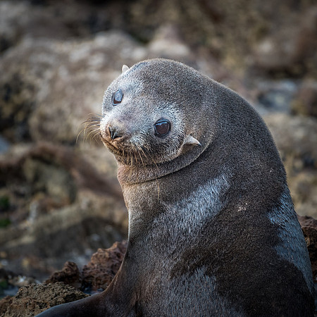 New Zealand Fur Seal -4