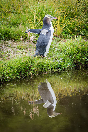 Yellow Eyed Penguin -2