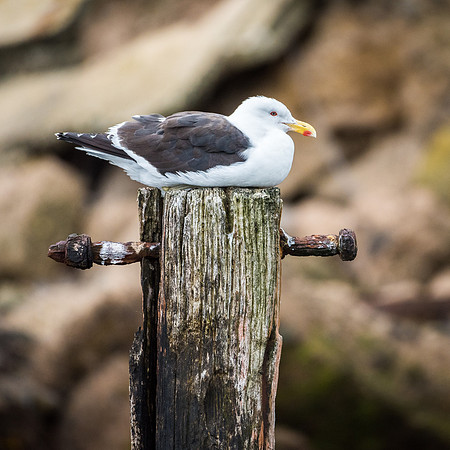 Southern Black Headed Gull or Kelp Gull