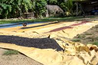 Drying Black Beans -1