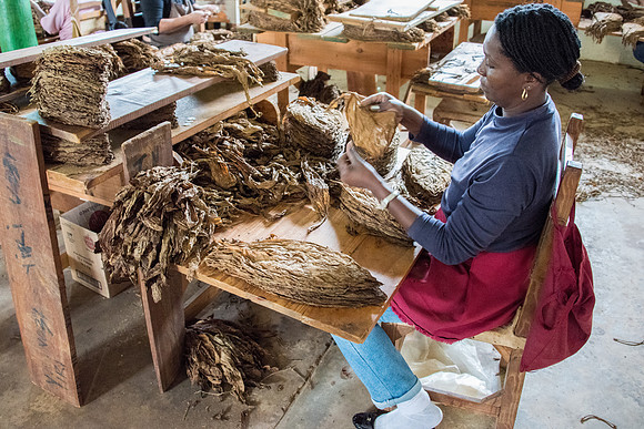 Grading Tobacco Leaves -1