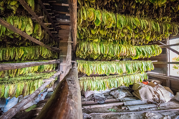 Drying Tobacco Leaves -7