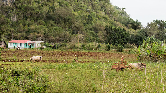 Farm -1