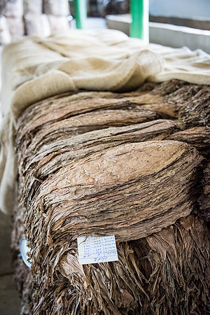 Dried Tobacco Leaves in Bale