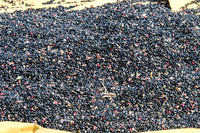 Drying Black Beans -2