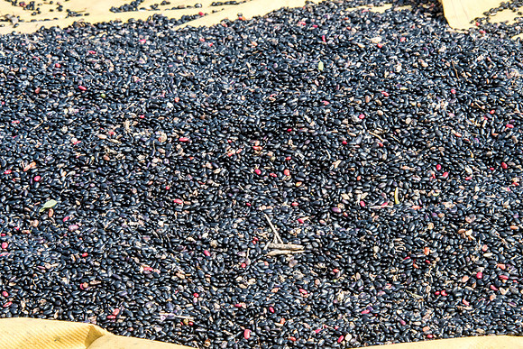 Drying Black Beans -2