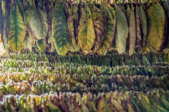 Drying Tobacco Leaves -5
