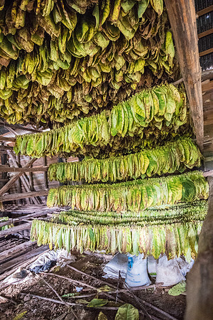 Drying Tobacco Leaves -6