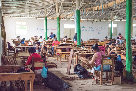 Grading Tobacco Leaves -3