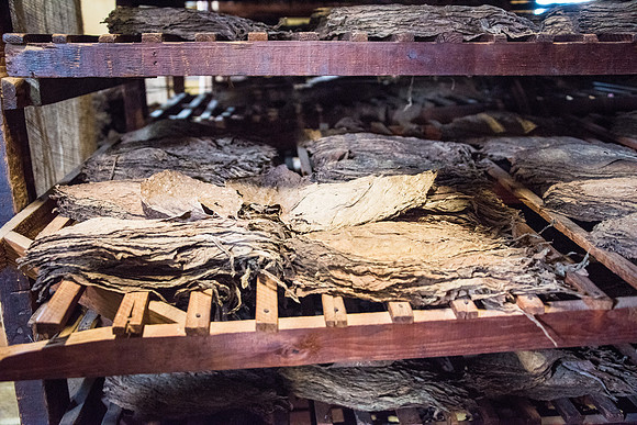 Drying Tobacco Leaves -9