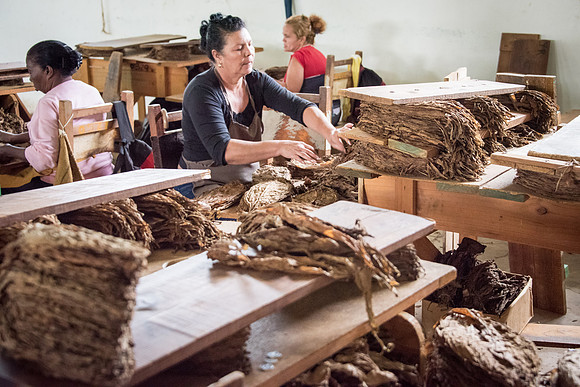 Grading Tobacco Leaves -2