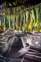 Drying Tobacco Leaves -2