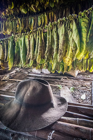 Drying Tobacco Leaves -2