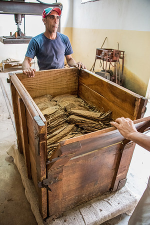 Place Leaves in Wooden Box -3