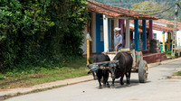 Oxen and Cart
