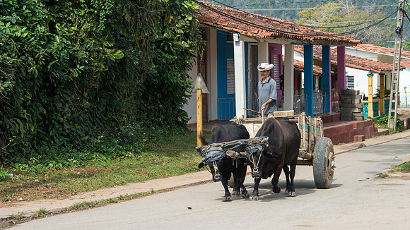 Oxen and Cart