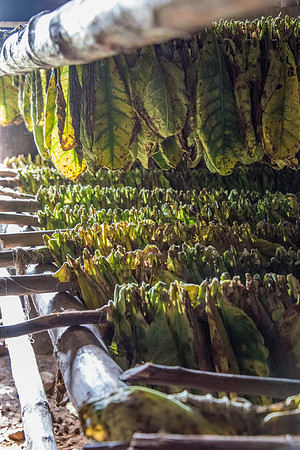 Drying Tobacco Leaves -4